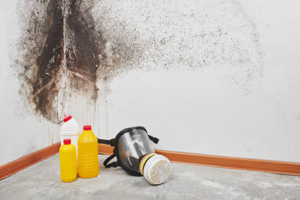 Best Ceiling water damage repair  in St Ignace, MI