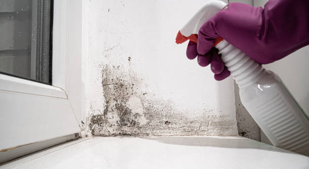 Best Mold removal after water damage  in St Ignace, MI